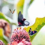 Butterfly Core